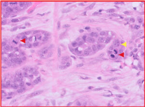 illustrating epithelial cells