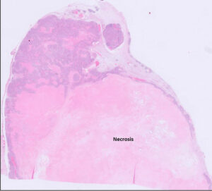 Feline mammary carcinoma