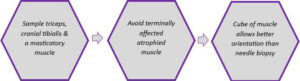 Muscle biopsy tips