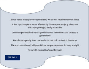 Nerve biopsy